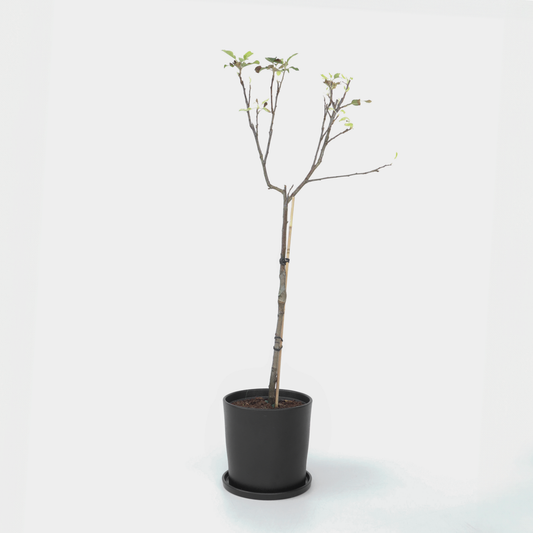 Apfelbaum Elstar – Malus Domestica 'Elstar' – Höhe 90–100cm – Ø21cm – Selbstfruchtender Obstbaum mit süß-saftigen Äpfeln – Winterhart & ertragreich – Ideal für Garten & Terrasse