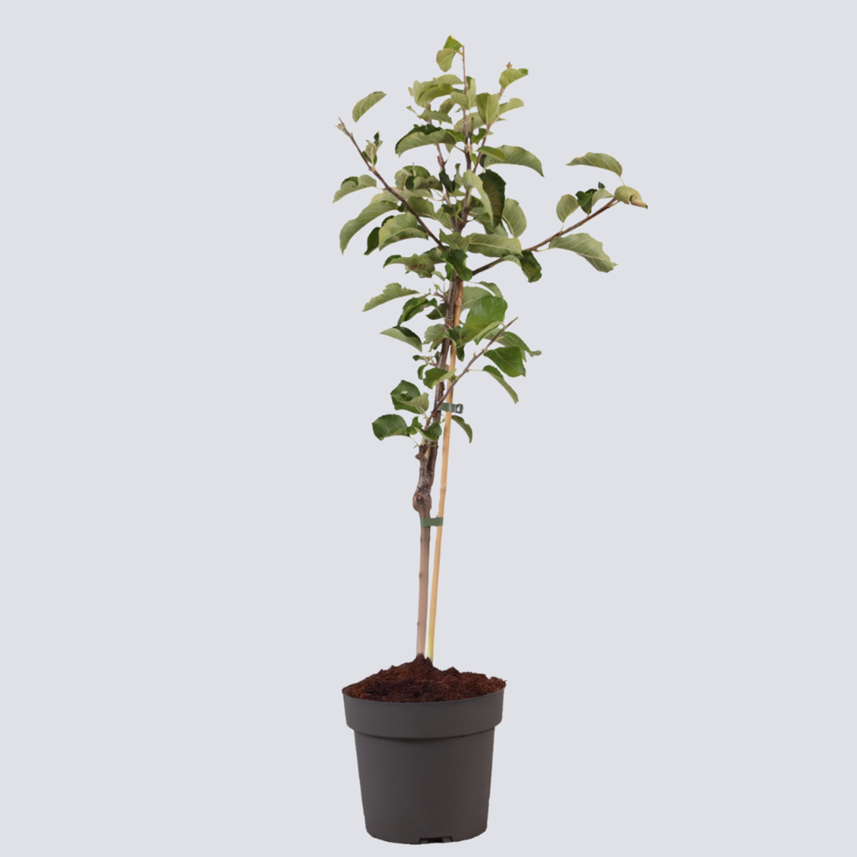 Apfelbaum Elstar – Malus Domestica 'Elstar' – Höhe 90–100cm – Ø21cm – Selbstfruchtender Obstbaum mit süß-saftigen Äpfeln – Winterhart & ertragreich – Ideal für Garten & Terrasse