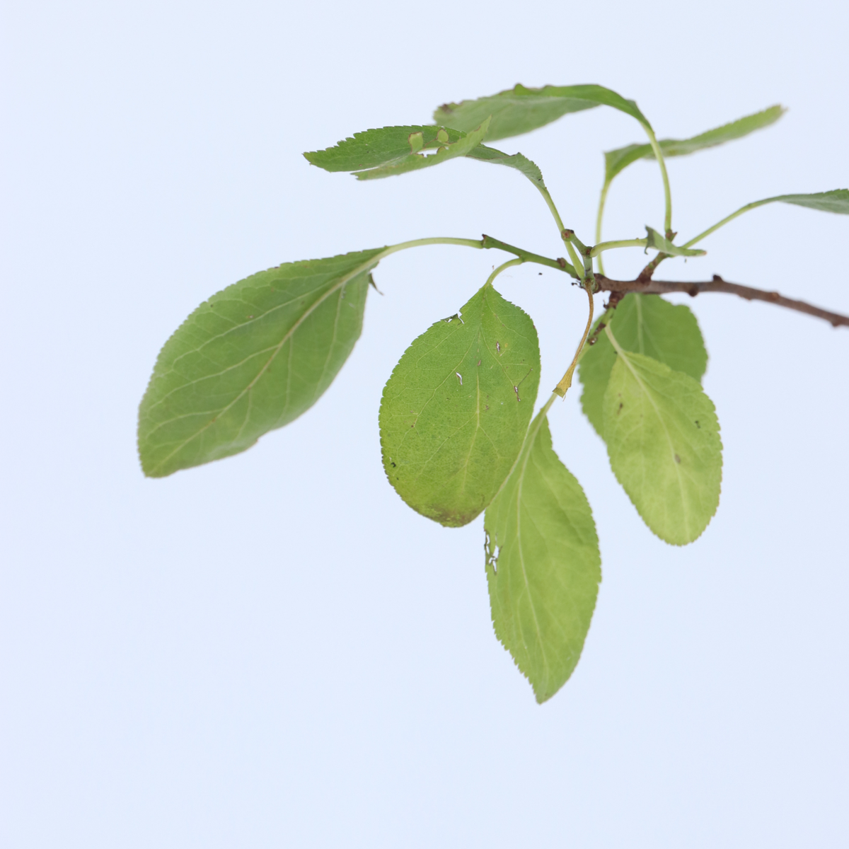 Pflaumenbaum Opal – Prunus Domestica 'Opal' – Höhe 90–100cm – Ø21cm – Selbstbestäubender Obstbaum mit süßen Früchten – Winterhart & ertragreich – Ideal für Garten & Terrasse