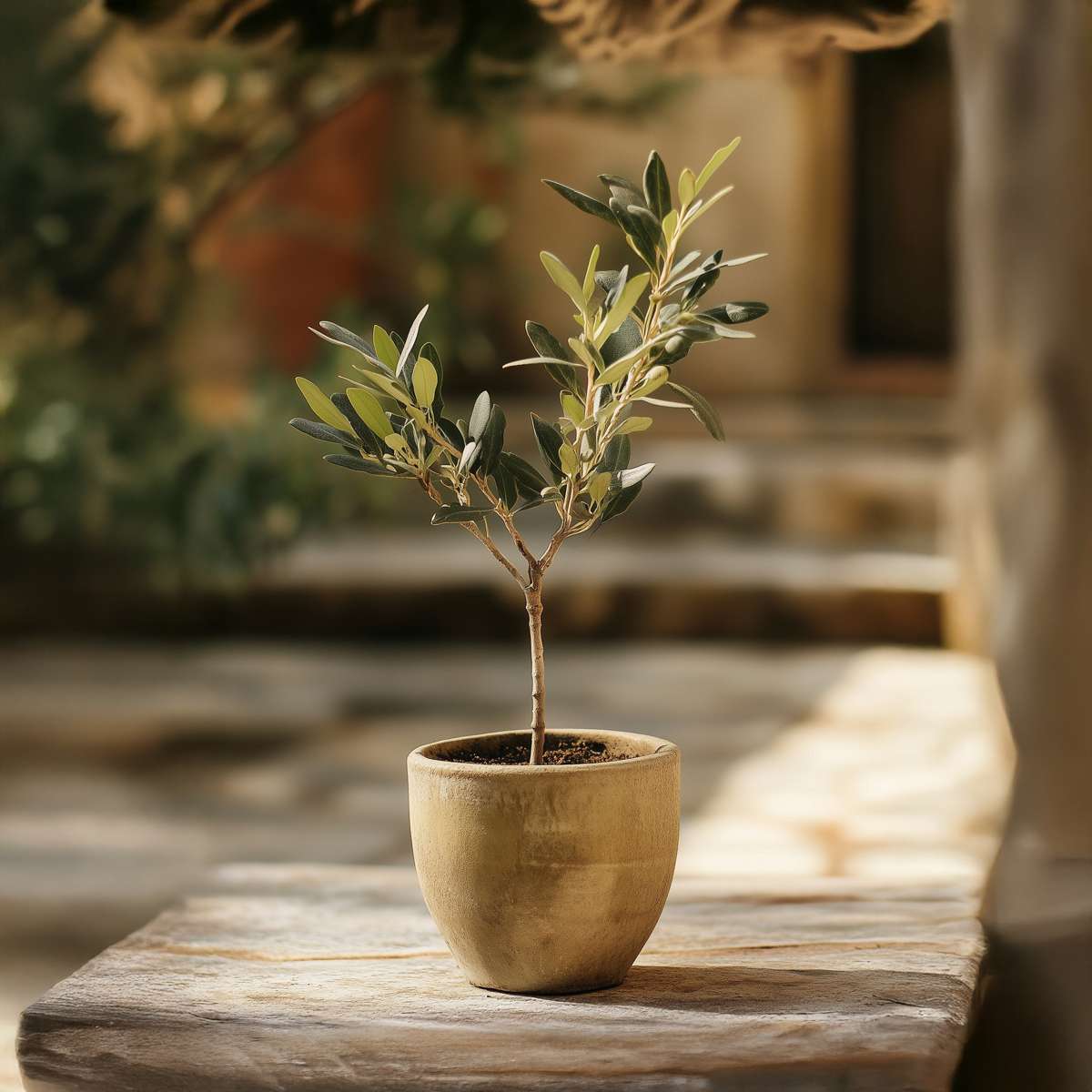 Olivenbaum – 2 Pflanzen – Olea Europaea – Höhe 25–40cm – Ø9cm – Immergrüne mediterrane Pflanze mit echten Oliven – Winterhart & pflegeleicht für Garten & Balkon