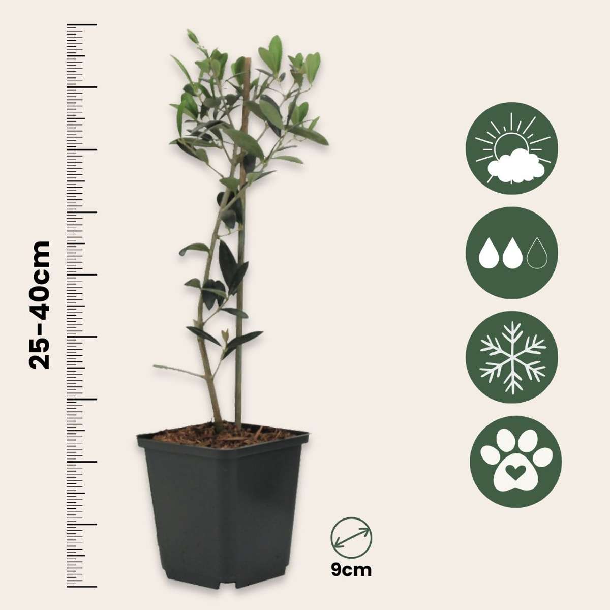 Olivenbaum – 2 Pflanzen – Olea Europaea – Höhe 25–40cm – Ø9cm – Immergrüne mediterrane Pflanze mit echten Oliven – Winterhart & pflegeleicht für Garten & Balkon