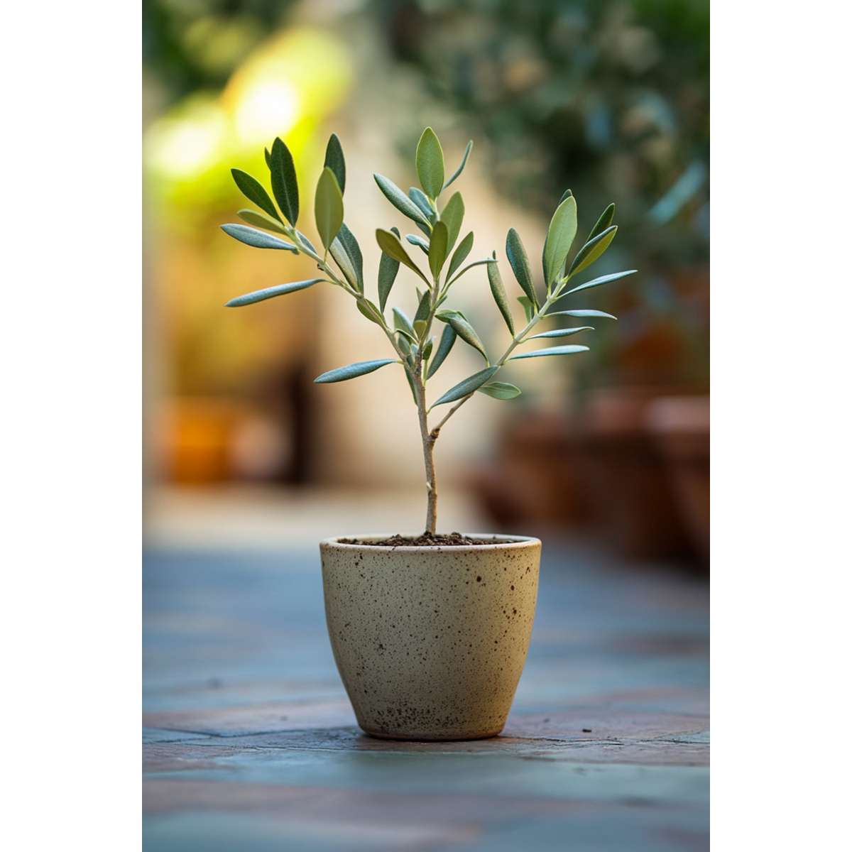 Olivenbaum – 2 Pflanzen – Olea Europaea – Höhe 25–40cm – Ø9cm – Immergrüne mediterrane Pflanze mit echten Oliven – Winterhart & pflegeleicht für Garten & Balkon