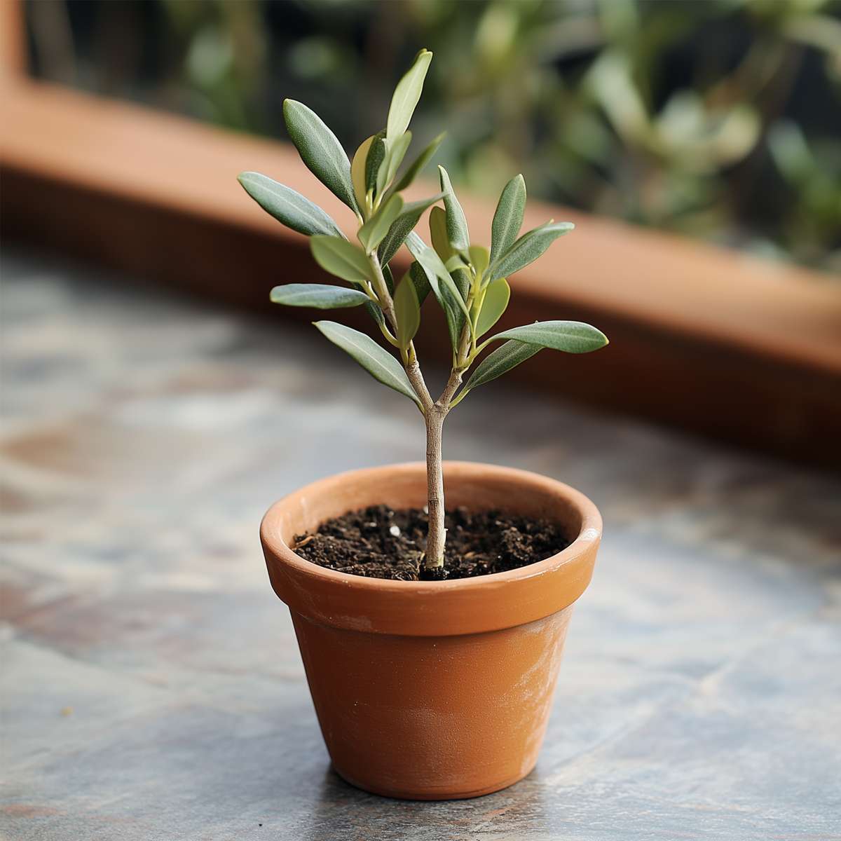 Olivenbaum – 2 Pflanzen – Olea Europaea – Höhe 25–40cm – Ø9cm – Immergrüne mediterrane Pflanze mit echten Oliven – Winterhart & pflegeleicht für Garten & Balkon