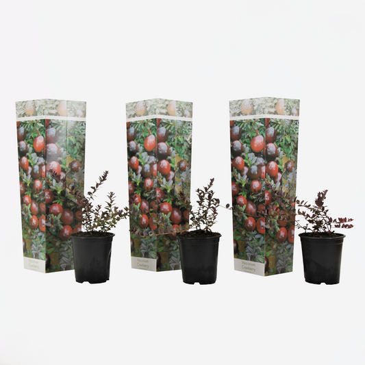 Preiselbeere – 3er Set – Vaccinium Macrocarpon 'Cranberry' – Höhe 10–20cm – Ø9cm – Immergrüner Strauch mit essbaren roten Beeren – Pflegeleichte Pflanze für Garten, Terrasse & Balkon