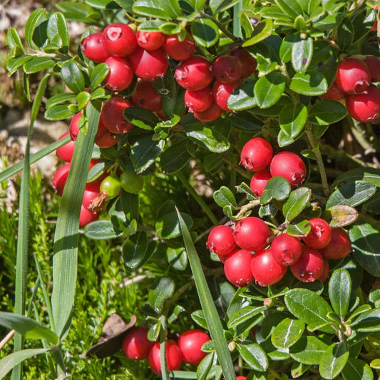 Preiselbeere – 3er Set – Vaccinium Macrocarpon 'Cranberry' – Höhe 10–20cm – Ø9cm – Immergrüner Strauch mit essbaren roten Beeren – Pflegeleichte Pflanze für Garten, Terrasse & Balkon