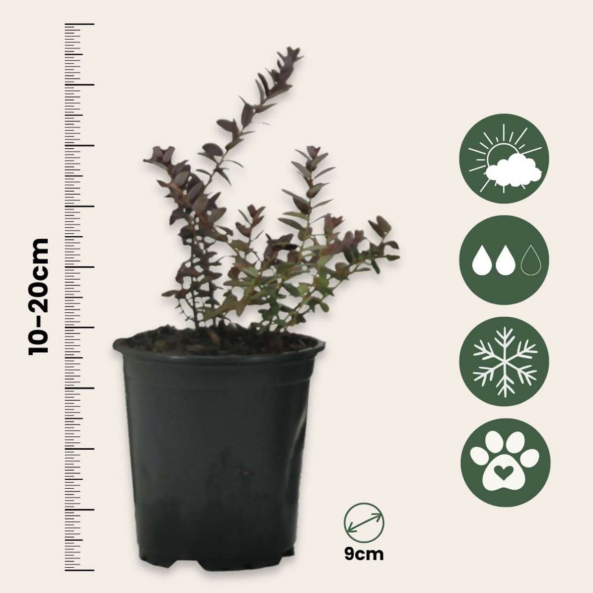 Preiselbeere – 3er Set – Vaccinium Macrocarpon 'Cranberry' – Höhe 10–20cm – Ø9cm – Immergrüner Strauch mit essbaren roten Beeren – Pflegeleichte Pflanze für Garten, Terrasse & Balkon