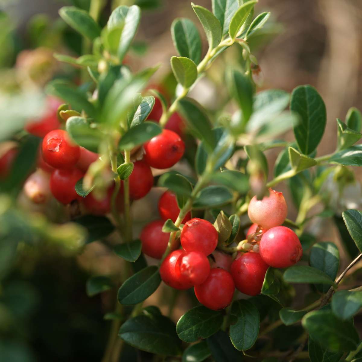 Preiselbeere – 3er Set – Vaccinium Macrocarpon 'Cranberry' – Höhe 10–20cm – Ø9cm – Immergrüner Strauch mit essbaren roten Beeren – Pflegeleichte Pflanze für Garten, Terrasse & Balkon