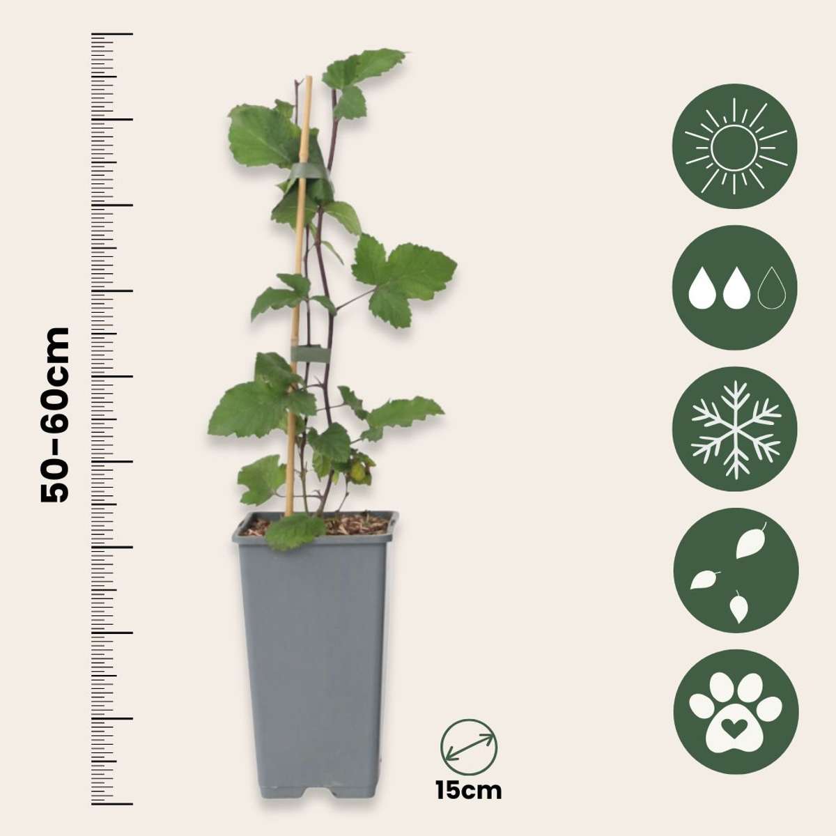 Rote Johannisbeere Ribes rubrum Jonkheer van Tets – 2 Pflanzen – Höhe 50-60cm – Ø15cm – Ertragreicher Beerenstrauch mit aromatischen Früchten – Winterharte Obstpflanze für Garten, Beet & Terrasse