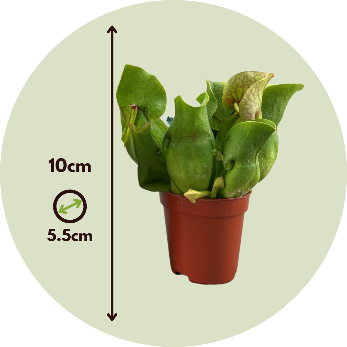 Pitcher plant Sarracenia purpurea – 3 plants – Height 10cm – Ø6cm – Carnivorous plant with purple-red trapping leaves – Sunny bog plant for windowsill, terrace &amp; terrarium