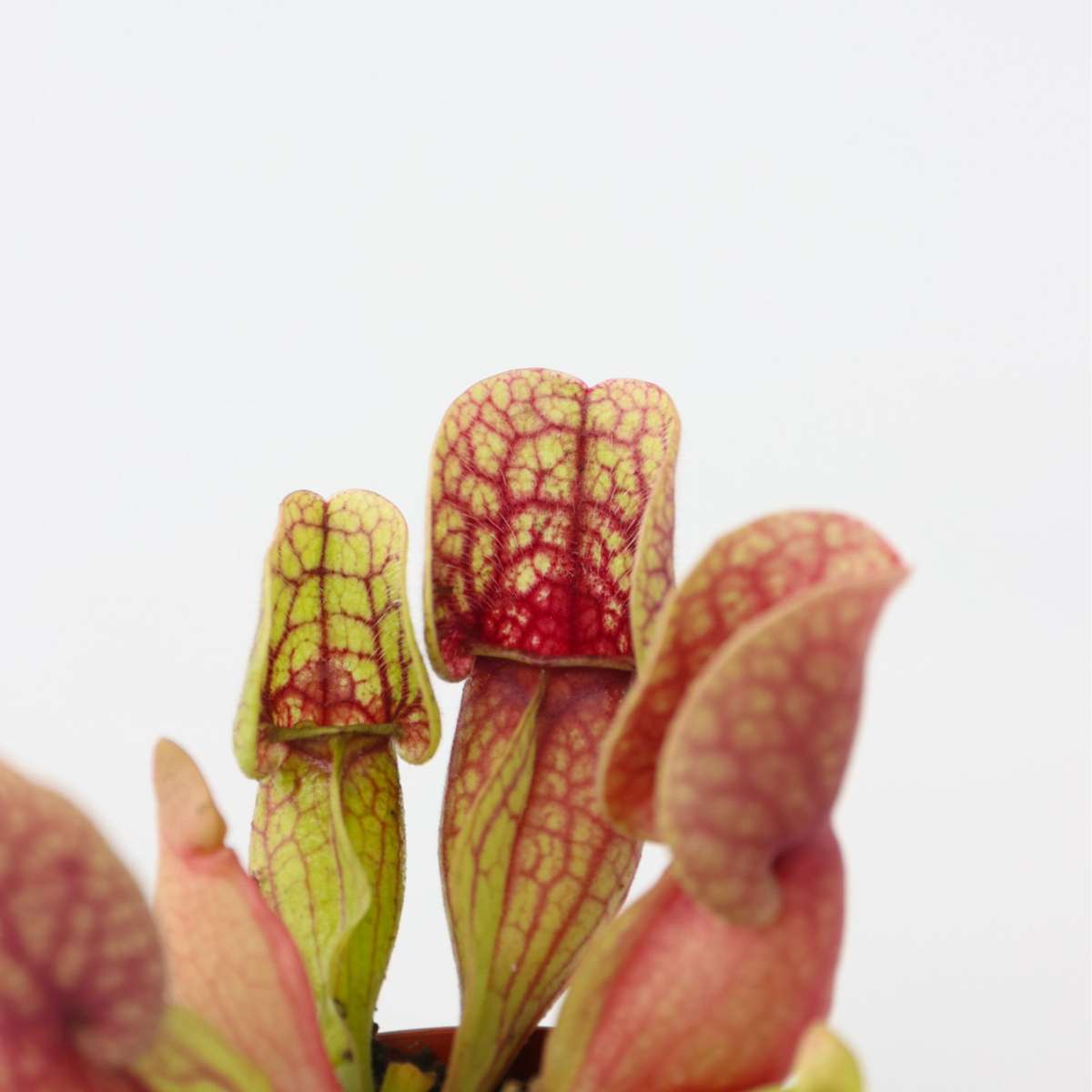 Pitcher plant Sarracenia purpurea – 3 plants – Height 10cm – Ø6cm – Carnivorous plant with purple-red trapping leaves – Sunny bog plant for windowsill, terrace &amp; terrarium