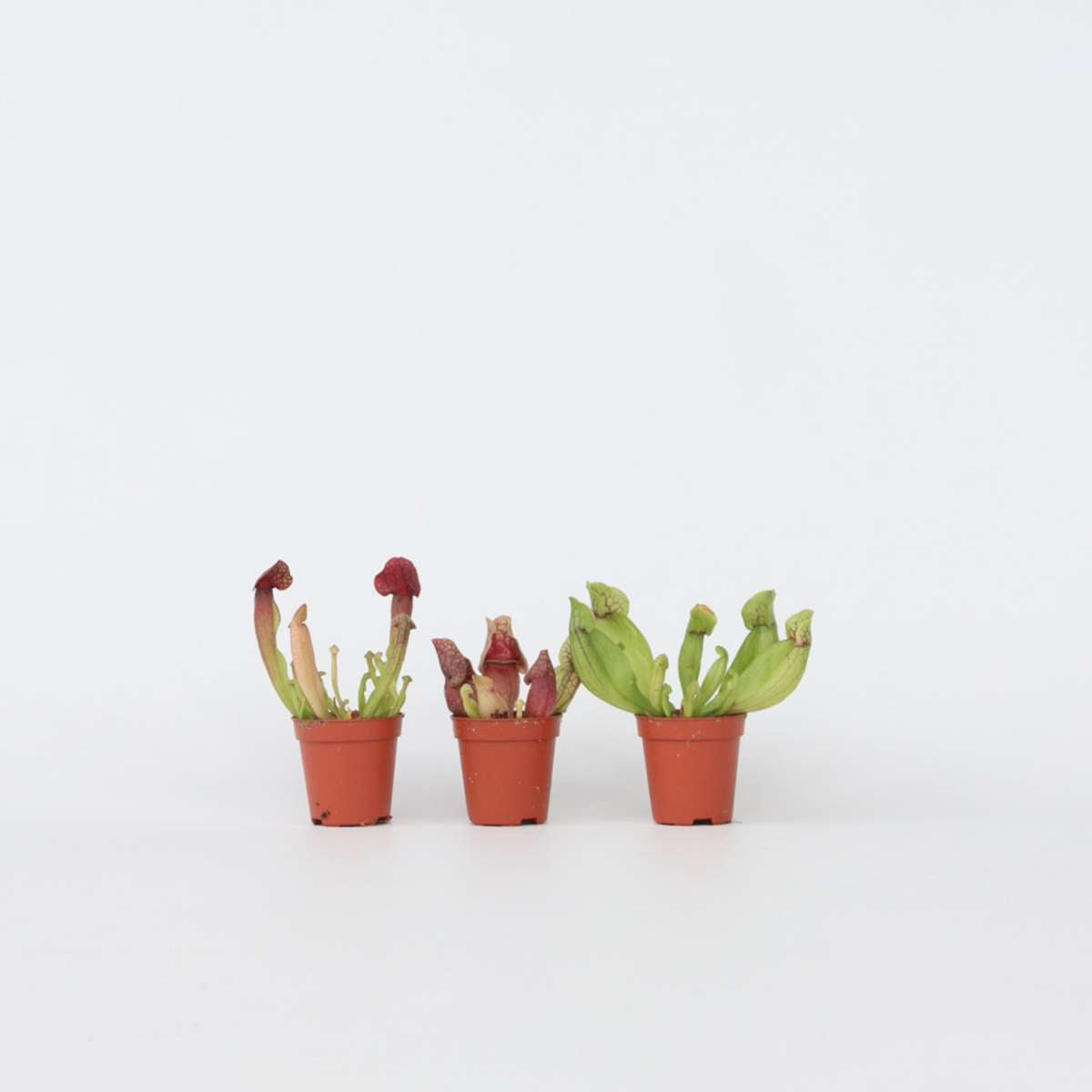 Pitcher plant Sarracenia purpurea – 3 plants – Height 10cm – Ø6cm – Carnivorous plant with purple-red trapping leaves – Sunny bog plant for windowsill, terrace &amp; terrarium