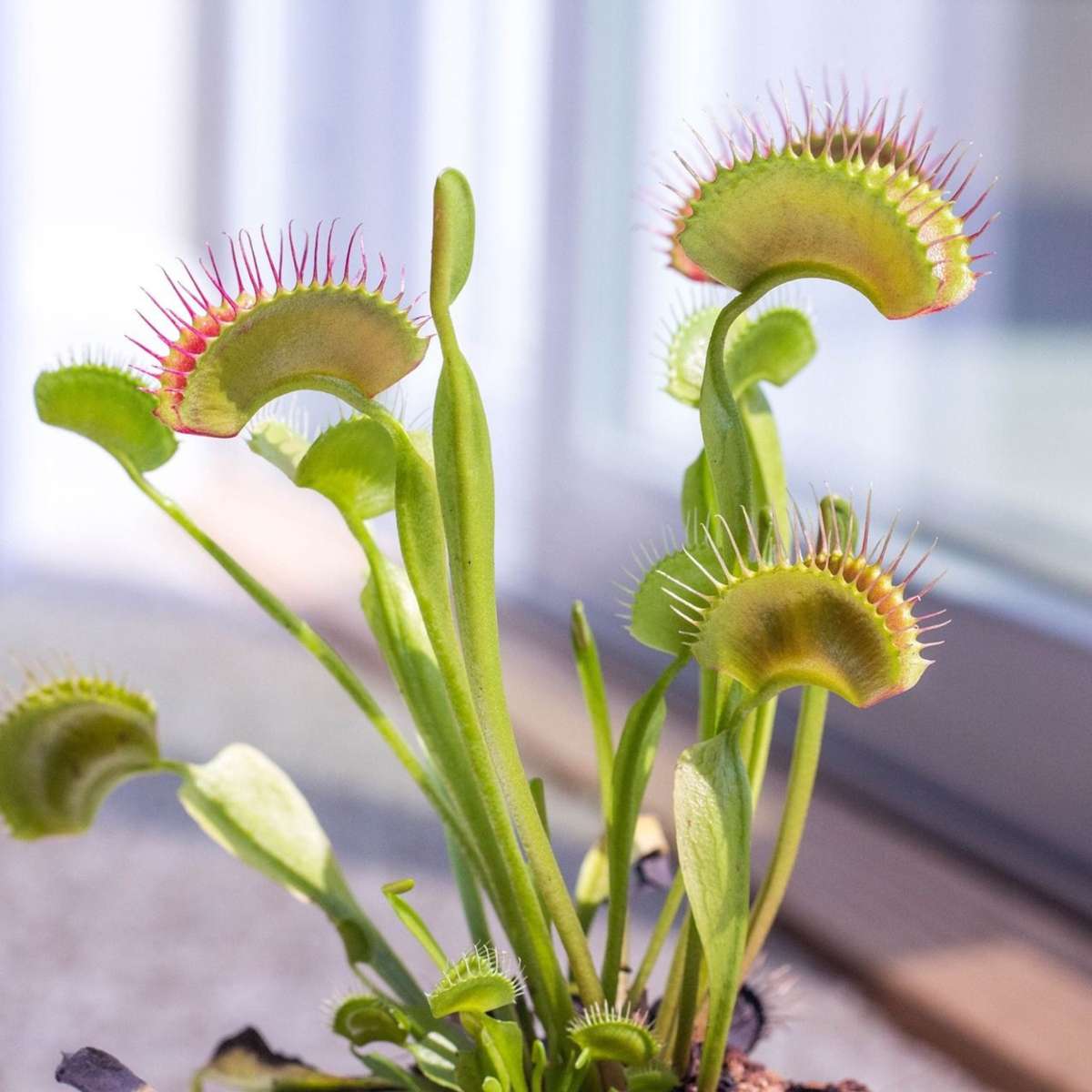 Venus flytrap – 3 plants – Dionaea muscipula – Carnivorous plant – Height 5–15cm – Ø6cm pot – Insect trapping plant for home &amp; terrarium – Easy to care for &amp; fascinating