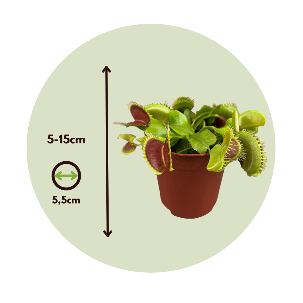 Venus flytrap – 3 plants – Dionaea muscipula – Carnivorous plant – Height 5–15cm – Ø6cm pot – Insect trapping plant for home &amp; terrarium – Easy to care for &amp; fascinating