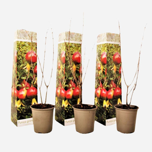 Granatapfelbaum – 6 Pflanzen – Punica Granatum – Höhe 25-40cm – ⌀9cm – Winterharter Fruchtstrauch mit essbaren Früchten – Zierpflanze & Obstpflanze für Garten, Terrasse & Balkon