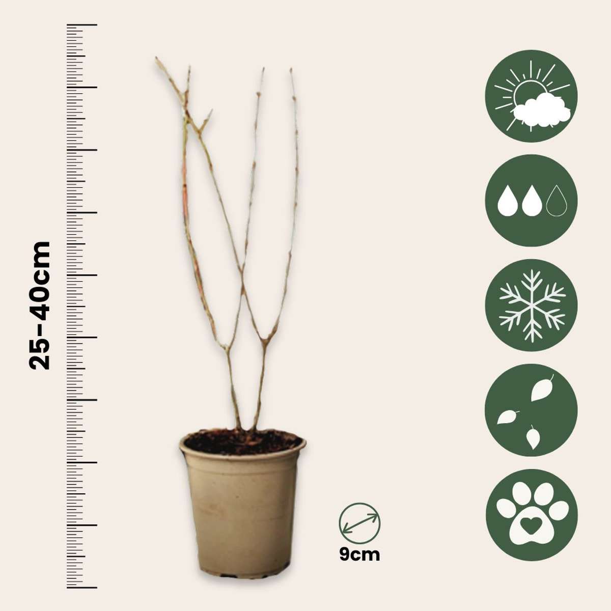 Pomegranate tree – 6 plants – Punica granatum – Height 25-40cm – Diameter 9cm – Hardy fruit shrub with edible fruit – Ornamental and fruit plant for garden, patio and balcony