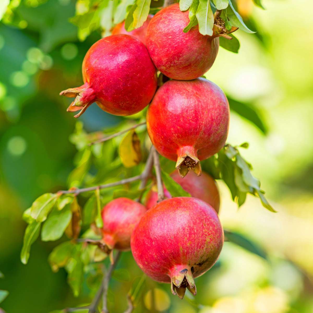 Pomegranate tree – 6 plants – Punica granatum – Height 25-40cm – Diameter 9cm – Hardy fruit shrub with edible fruit – Ornamental and fruit plant for garden, patio and balcony