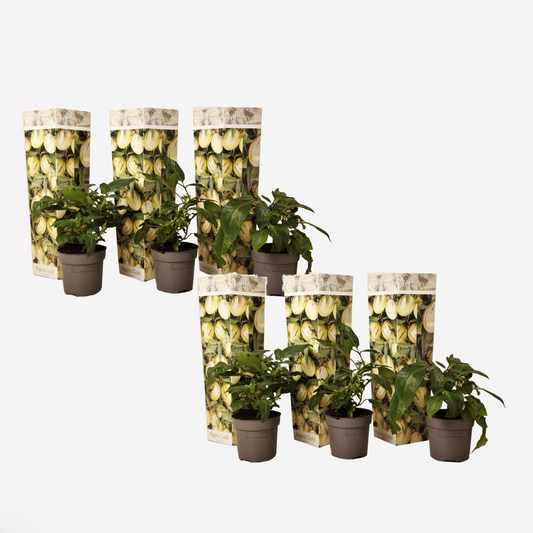 Melonenbirne – 6 Pflanzen – Solanum Muricatum 'Pepino Gold' – Höhe 25-40cm – ⌀9cm – Exotische Obstpflanze mit süßen Früchten – Essbare Fruchtpflanze für Garten, Terrasse & Balkon