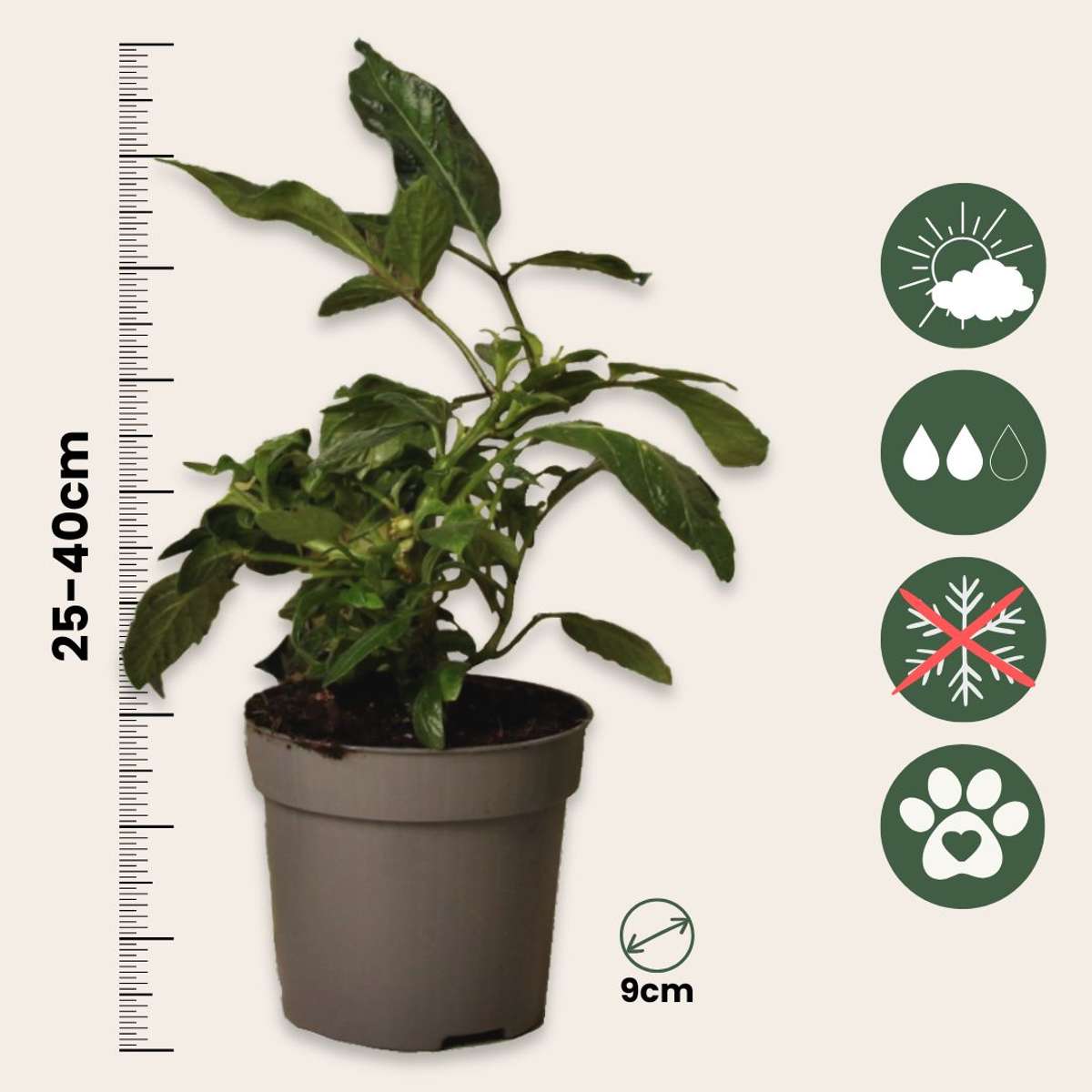 Melonenbirne – 6 Pflanzen – Solanum Muricatum 'Pepino Gold' – Höhe 25-40cm – ⌀9cm – Exotische Obstpflanze mit süßen Früchten – Essbare Fruchtpflanze für Garten, Terrasse & Balkon