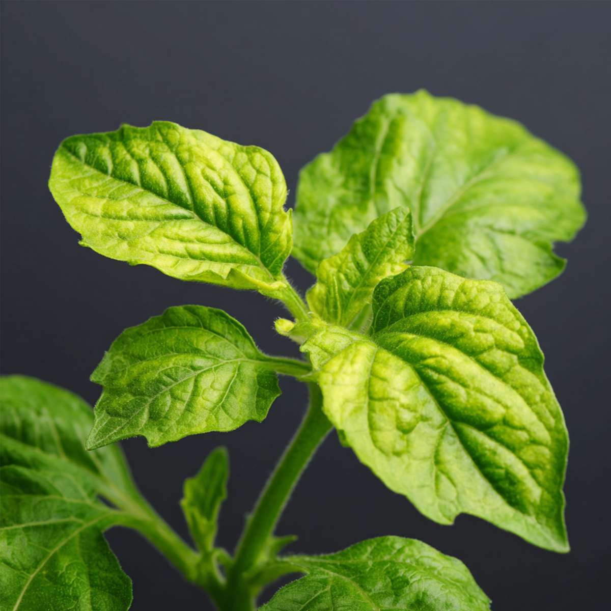 Melonenbirne – 6 Pflanzen – Solanum Muricatum 'Pepino Gold' – Höhe 25-40cm – ⌀9cm – Exotische Obstpflanze mit süßen Früchten – Essbare Fruchtpflanze für Garten, Terrasse & Balkon