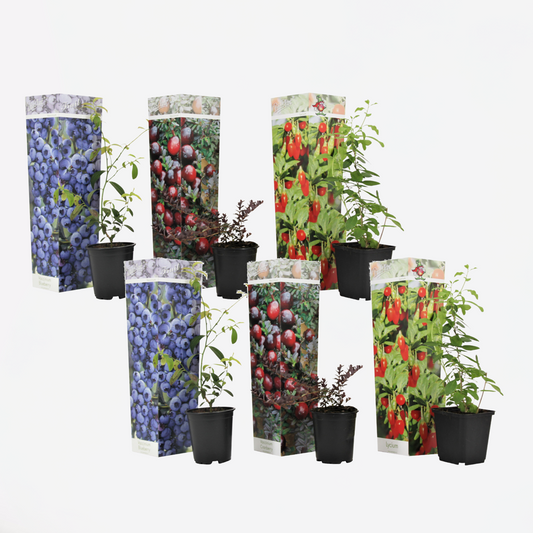 Obststrauch-Mix – 6 Pflanzen – Goji-Beere, Blaubeere & Cranberry – Actinidia, Vaccinium – Superfrüchte für Garten & Balkon – Winterhart & pflegeleicht – Höhe 25–40cm – Ø9cm