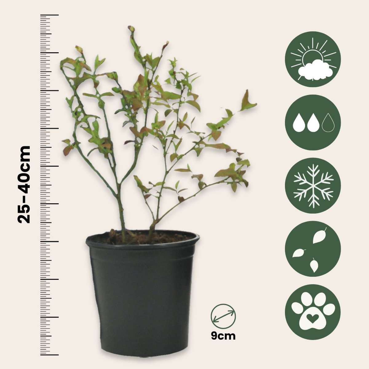 Obststrauch-Mix – 6 Pflanzen – Goji-Beere, Blaubeere & Cranberry – Actinidia, Vaccinium – Superfrüchte für Garten & Balkon – Winterhart & pflegeleicht – Höhe 25–40cm – Ø9cm