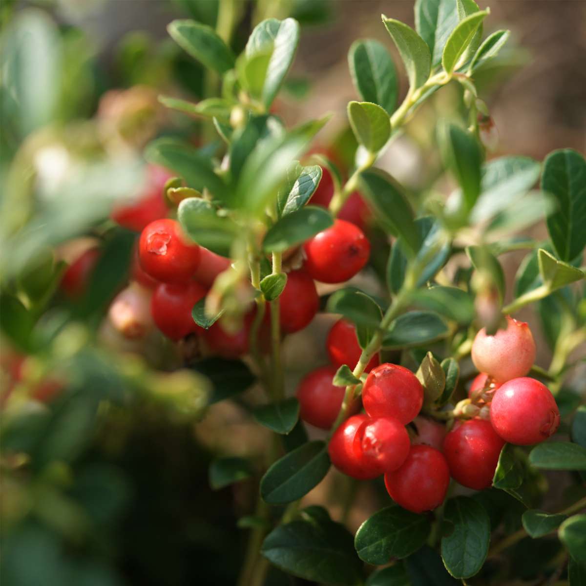 Obststrauch-Mix – 6 Pflanzen – Goji-Beere, Blaubeere & Cranberry – Actinidia, Vaccinium – Superfrüchte für Garten & Balkon – Winterhart & pflegeleicht – Höhe 25–40cm – Ø9cm