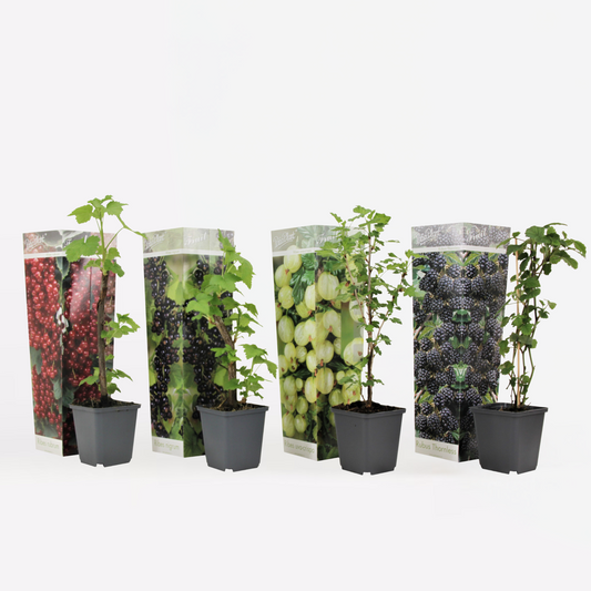 Beerenpflanzen – 4 Pflanzen Rubus, Rubrum, Uva, Fructosus – Mix aus Johannisbeeren, Brombeeren & Stachelbeeren – Obstpflanzen für Garten & Balkon – Pflegeleicht & winterhart – Höhe 25–40cm – Ø9cm