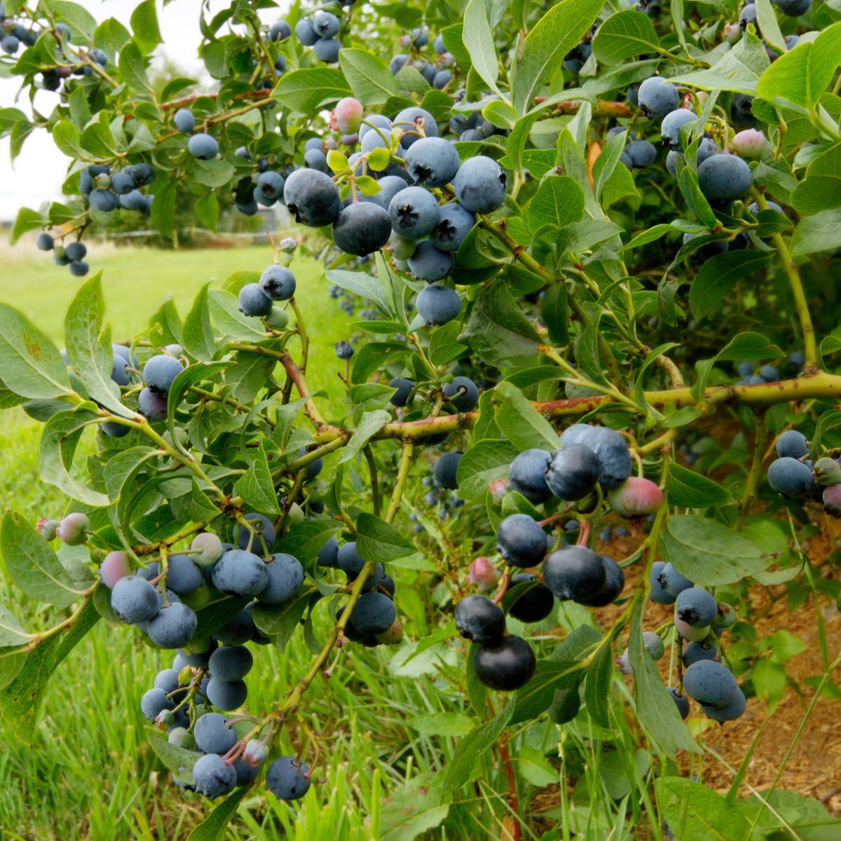 Blaubeere – 6 Pflanzen – Vaccinium Corymbosum ‘Sunshine Blue’ – Höhe 25–40cm – Ø9cm – Ertragreiche Heidelbeerpflanzen mit großen Früchten – Winterhart & pflegeleicht – Ideal für Garten, Hochbeet & Kübel