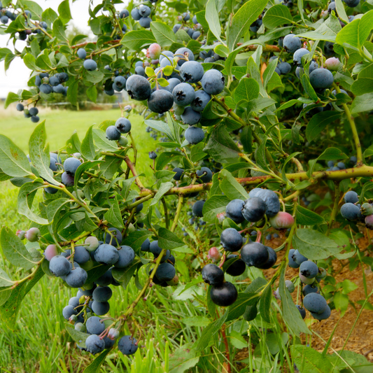 Blaubeere – 6 Pflanzen – Vaccinium Corymbosum ‘Sunshine Blue’ – Höhe 25–40cm – Ø9cm – Ertragreiche Heidelbeerpflanzen mit großen Früchten – Winterhart & pflegeleicht – Ideal für Garten, Hochbeet & Kübel