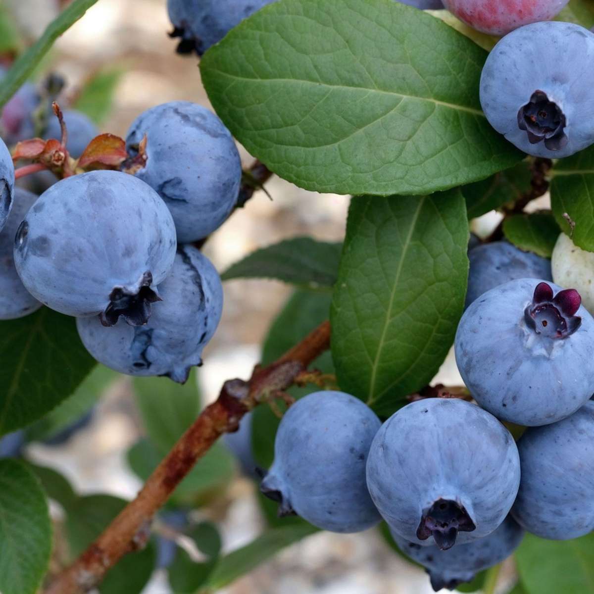 Blaubeere – 6 Pflanzen – Vaccinium Corymbosum ‘Sunshine Blue’ – Höhe 25–40cm – Ø9cm – Ertragreiche Heidelbeerpflanzen mit großen Früchten – Winterhart & pflegeleicht – Ideal für Garten, Hochbeet & Kübel