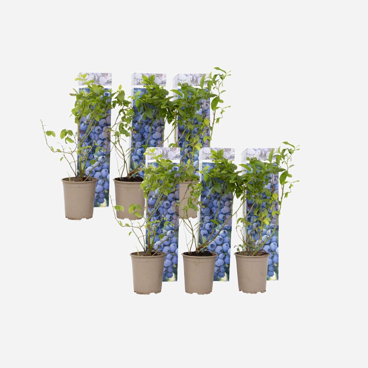 Blaubeere – 6 Pflanzen – Vaccinium Corymbosum ‘Sunshine Blue’ – Höhe 25–40cm – Ø9cm – Ertragreiche Heidelbeerpflanzen mit großen Früchten – Winterhart & pflegeleicht – Ideal für Garten, Hochbeet & Kübel