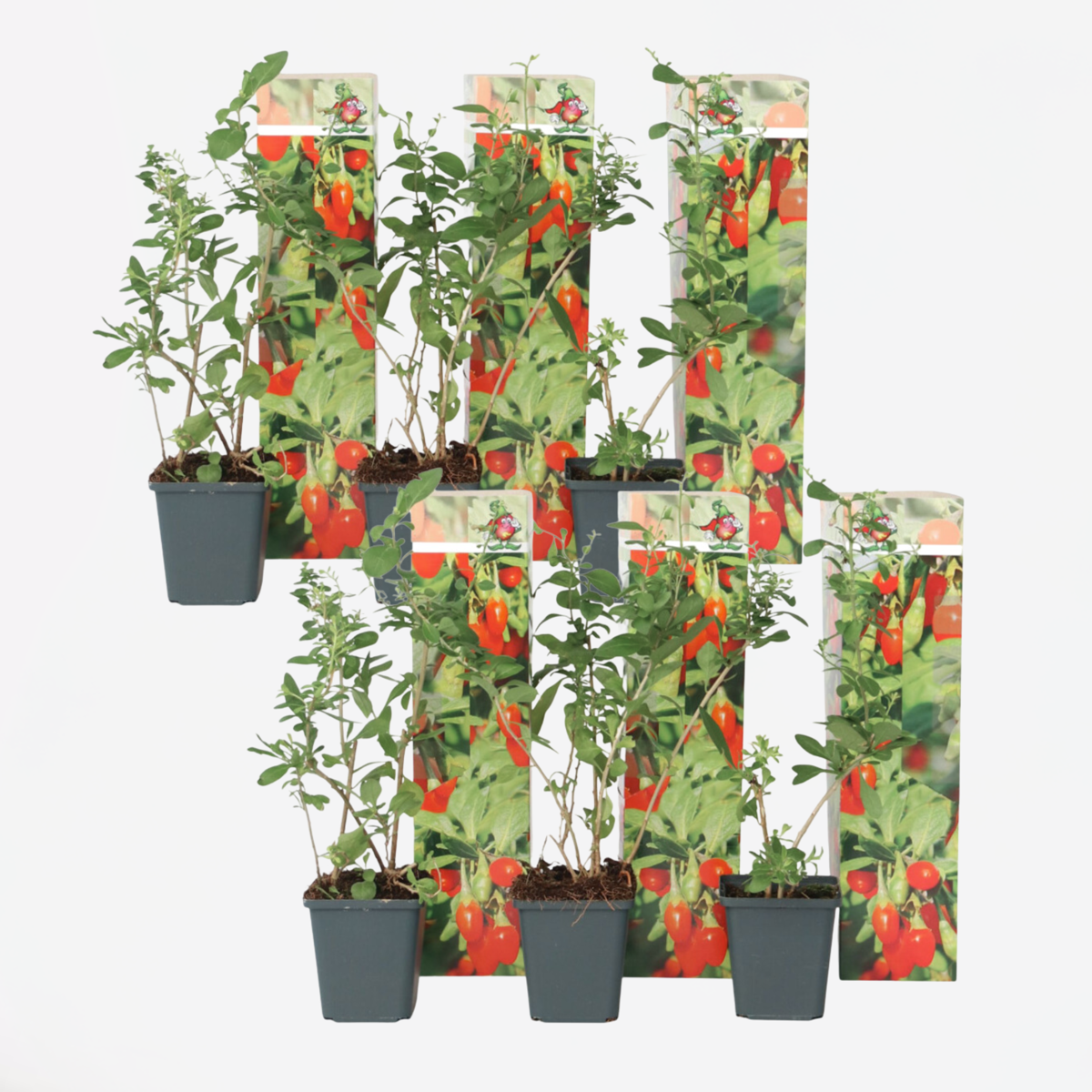 Piante di Goji – 6 Piante – Lycium Barbarum – Piante di bacche di Goji resistenti per giardino e contenitori – Altezza 25–40 cm – Ø9 cm – Superfrutto ricco di vitamine per la coltivazione domestica