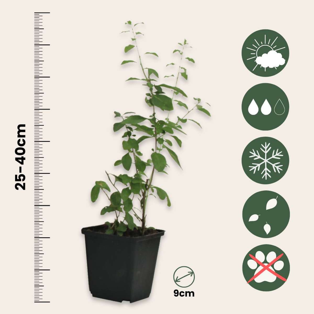 Piante di Goji – 6 Piante – Lycium Barbarum – Piante di bacche di Goji resistenti per giardino e contenitori – Altezza 25–40 cm – Ø9 cm – Superfrutto ricco di vitamine per la coltivazione domestica