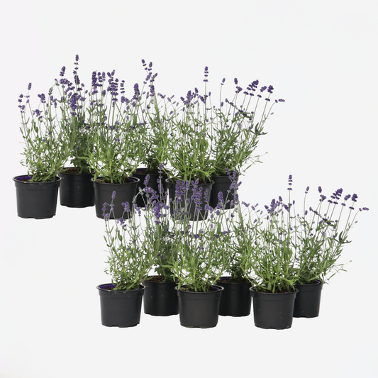 Lavendel – 12 Pflanzen – Lavandula angustifolia – Höhe 10–15cm – Ø11cm – Echter Lavendel mit intensivem Duft – Bienenfreundlich, winterhart & pflegeleicht – Für Garten, Balkon & Kräuterbeet