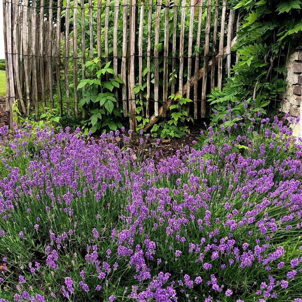 Lavendel – 12 Pflanzen – Lavandula angustifolia – Höhe 10–15cm – Ø11cm – Echter Lavendel mit intensivem Duft – Bienenfreundlich, winterhart & pflegeleicht – Für Garten, Balkon & Kräuterbeet