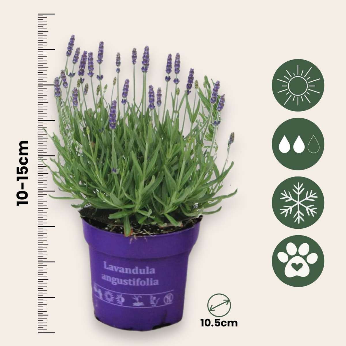 Lavendel – 12 Pflanzen – Lavandula angustifolia – Höhe 10–15cm – Ø11cm – Echter Lavendel mit intensivem Duft – Bienenfreundlich, winterhart & pflegeleicht – Für Garten, Balkon & Kräuterbeet