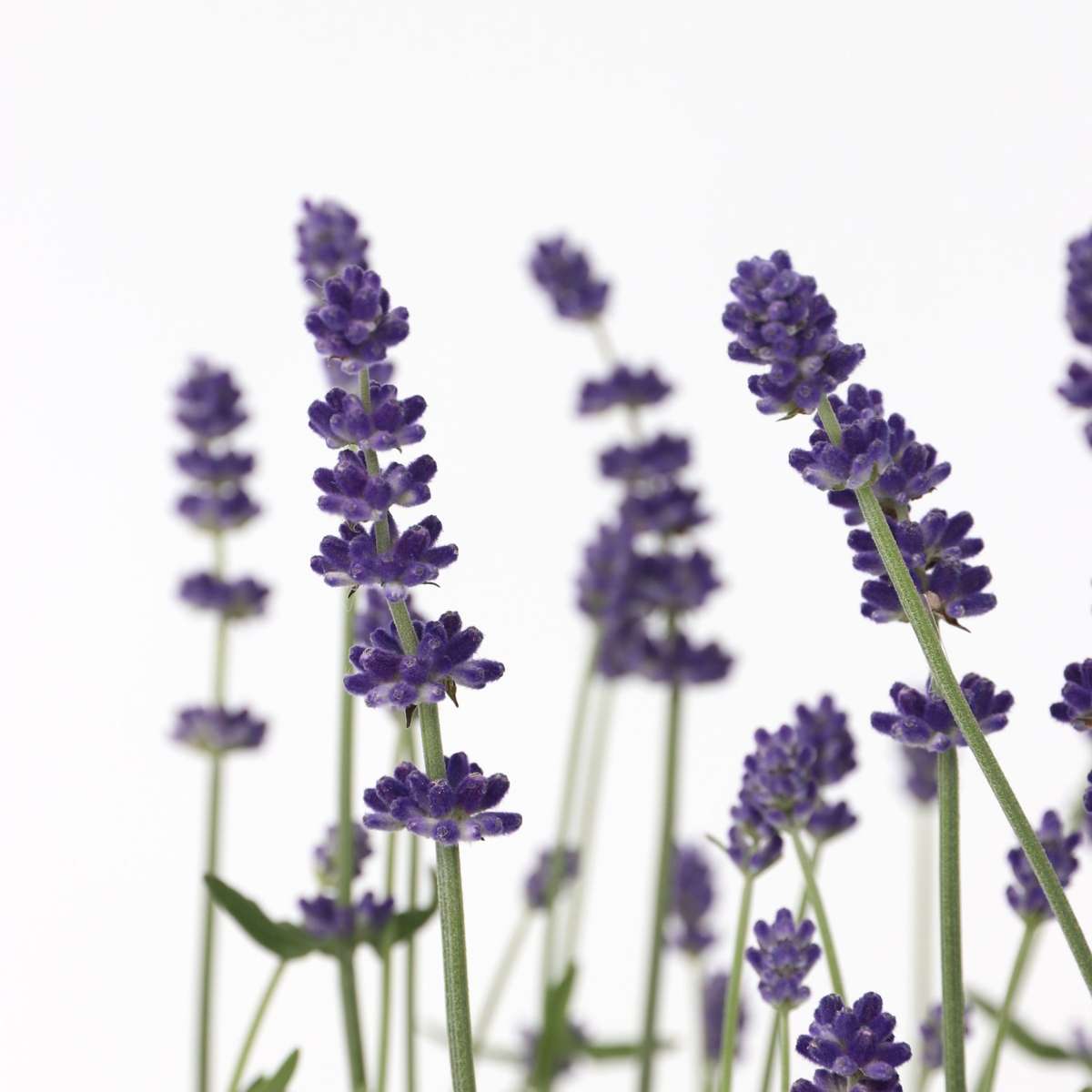 Lavendel – 12 Pflanzen – Lavandula angustifolia – Höhe 10–15cm – Ø11cm – Echter Lavendel mit intensivem Duft – Bienenfreundlich, winterhart & pflegeleicht – Für Garten, Balkon & Kräuterbeet