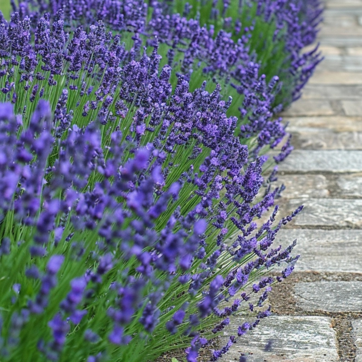 Lavendel – 12 Pflanzen – Lavandula angustifolia – Höhe 10–15cm – Ø11cm – Echter Lavendel mit intensivem Duft – Bienenfreundlich, winterhart & pflegeleicht – Für Garten, Balkon & Kräuterbeet