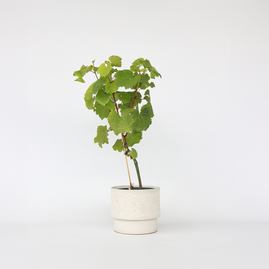 Weinrebe – Vitis Vinifera ‘Vanessa’ – Höhe 60–75cm – Ø21cm – Rote Tafeltraube mit süßen Früchten – Selbstbestäubende Weinrebe – Winterharte & robuste Obstpflanze für Garten & Terrasse