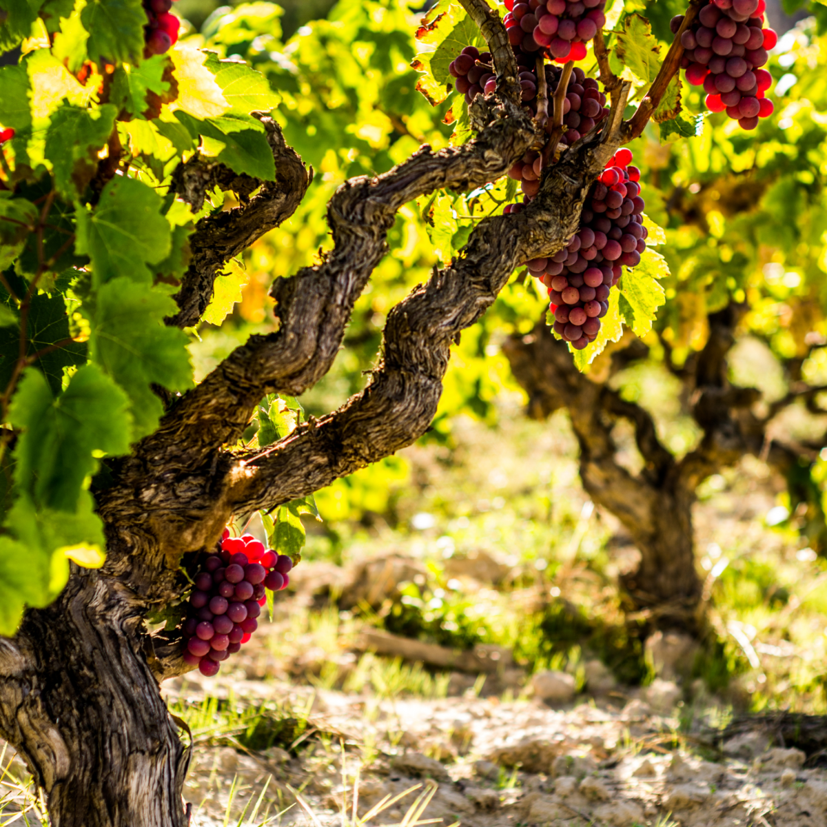 Weinrebe – Vitis Vinifera ‘Vanessa’ – Höhe 60–75cm – Ø21cm – Rote Tafeltraube mit süßen Früchten – Selbstbestäubende Weinrebe – Winterharte & robuste Obstpflanze für Garten & Terrasse
