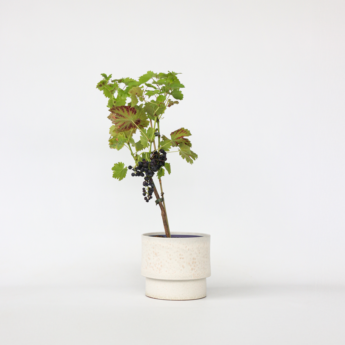 Weinrebe – Vitis Vinifera ‘Nero’ – Höhe 60–75cm – Ø21cm – Rote Weintraube mit süßen Früchten – Selbstbestäubende Weinrebe für Garten & Terrasse – Winterharte Obstpflanze