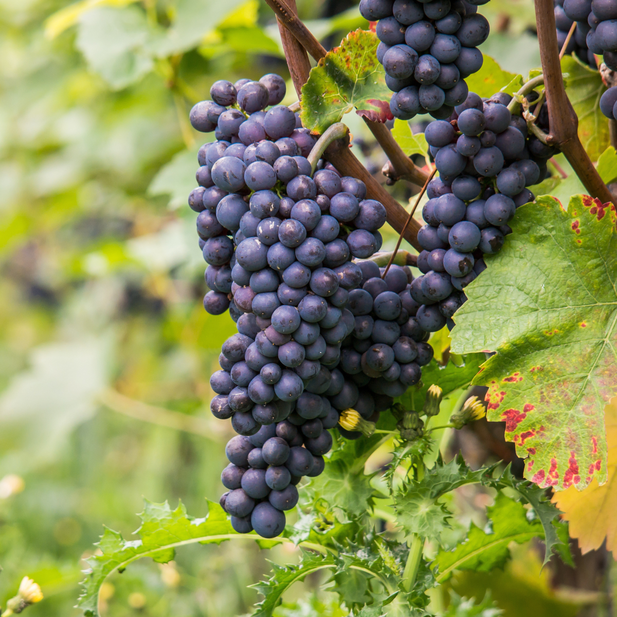 Weinrebe – Vitis Vinifera ‘Nero’ – Höhe 60–75cm – Ø21cm – Rote Weintraube mit süßen Früchten – Selbstbestäubende Weinrebe für Garten & Terrasse – Winterharte Obstpflanze