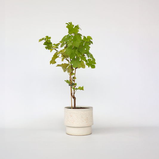 Weinrebe – Vitis Vinifera ‘Himrod’ – Höhe 60–75cm – Ø21cm – Weiße Tafeltraube mit süßen, goldgelben Früchten – Robuste, selbstbestäubende Weinrebe – Winterharte Obstpflanze für Garten & Terrasse