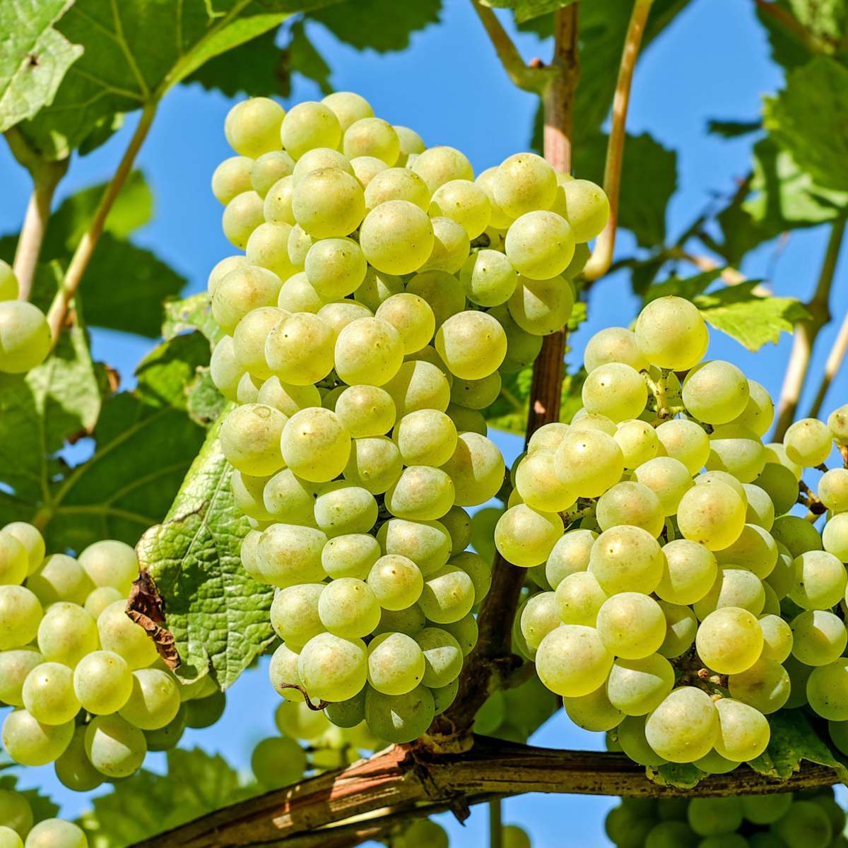 Vite – Vitis Vinifera 'Himrod' – Altezza 60–75 cm – Ø21 cm – Uva da tavola bianca con frutti dolci, giallo oro – Vite robusta e autoimpollinante – Pianta da frutto resistente per giardino e patio
