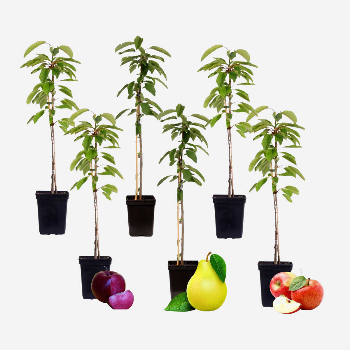 Obstbaum Set – 6 Pflanzen – Apfel, Birne & Pflaume – Höhe 60–70cm – Ø9cm – Winterharte Obstbäume für Garten & Balkon – Kompakter Wuchs – Bereits im 1. Jahr fruchttragend