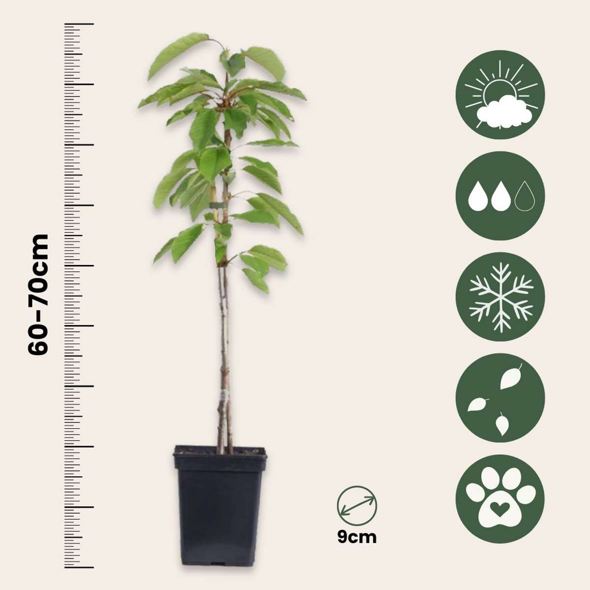 Obstbaum Set – 6 Pflanzen – Apfel, Birne & Pflaume – Höhe 60–70cm – Ø9cm – Winterharte Obstbäume für Garten & Balkon – Kompakter Wuchs – Bereits im 1. Jahr fruchttragend