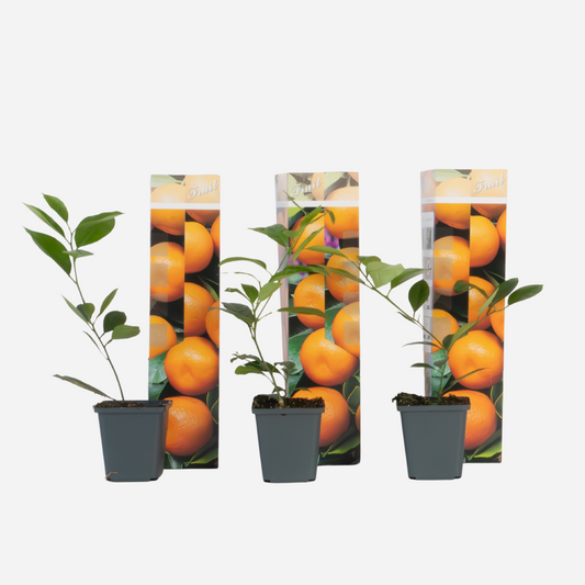 Orangenbaum – 3 Pflanzen – Citrus mitis Calamondin – Höhe 25–40cm – Ø9cm – Mini-Zitrusbäume mit duftenden Blüten & essbaren Früchten – Für Balkon, Terrasse & Innenbereich