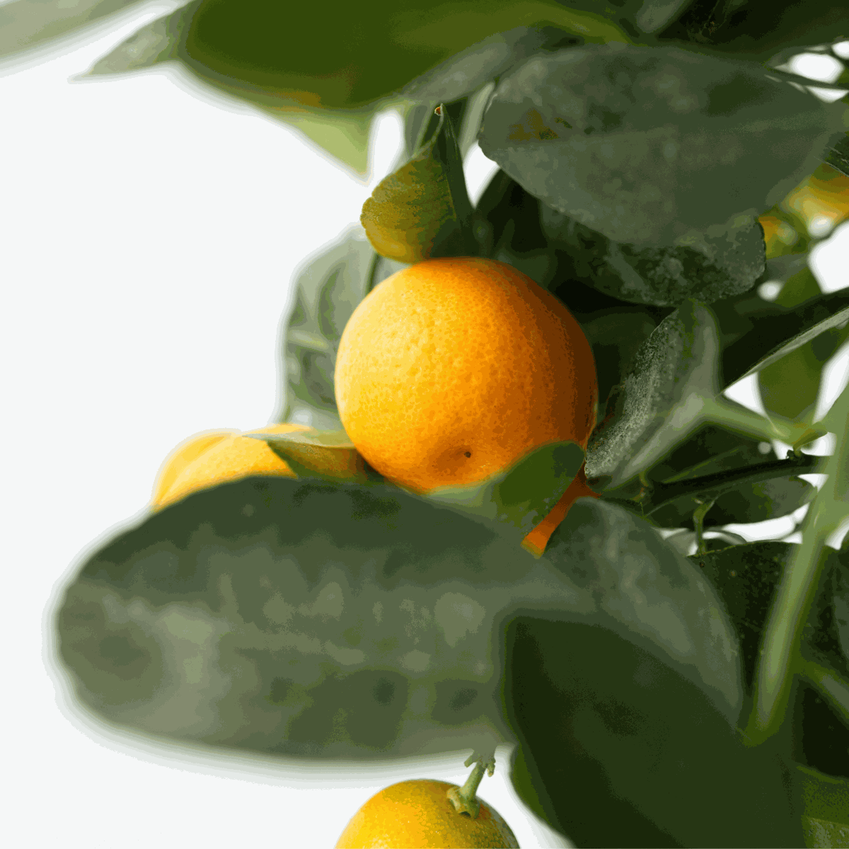 Orangenbaum – 3 Pflanzen – Citrus mitis Calamondin – Höhe 25–40cm – Ø9cm – Mini-Zitrusbäume mit duftenden Blüten & essbaren Früchten – Für Balkon, Terrasse & Innenbereich