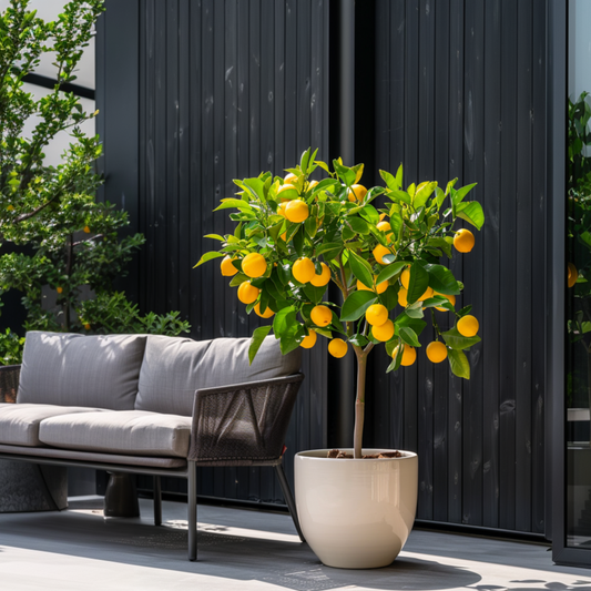 Zitronenbaum – 3 Pflanzen – Citrus limon – Höhe 25–40cm – Ø9cm – Duftende mediterrane Zitruspflanzen – Ideal für Balkon, Terrasse & Garten – Pflegeleicht & fruchttragend