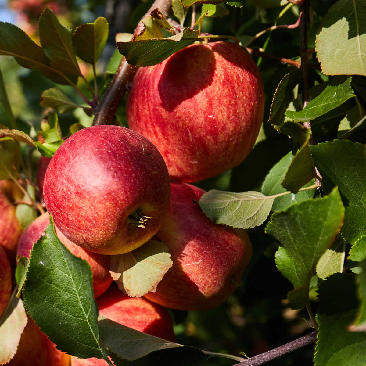 16 Obstbäume – Apfel Birne Kirsche Pflaume – Höhe 60–70cm – ⌀9cm – Winterharte Obstgehölze für Garten & Balkon